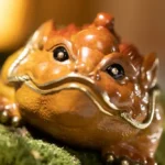 Treasure-Gathering Golden Toad